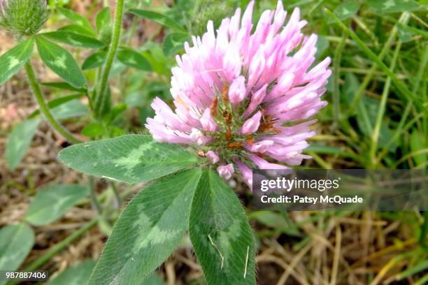 Patsy Stock 8,563 Patsy Stock Photos, High-Res Pictures, and Images - Getty Images