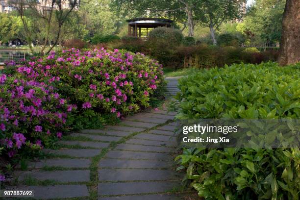 Azalea Path 287 Azalea Path Stock Photos, High-Res Pictures, and Images - Getty Images