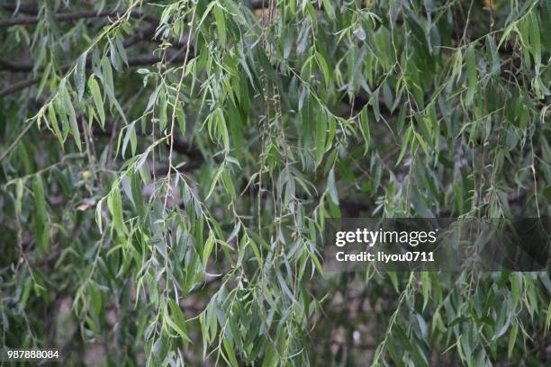 Rain Tree Example Rain Tree Photos and Premium High Res Pictures - Getty Images
