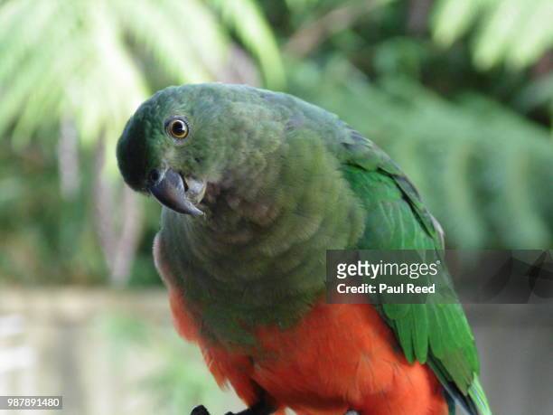 king parrot - king parrot stock pictures, royalty-free photos & images