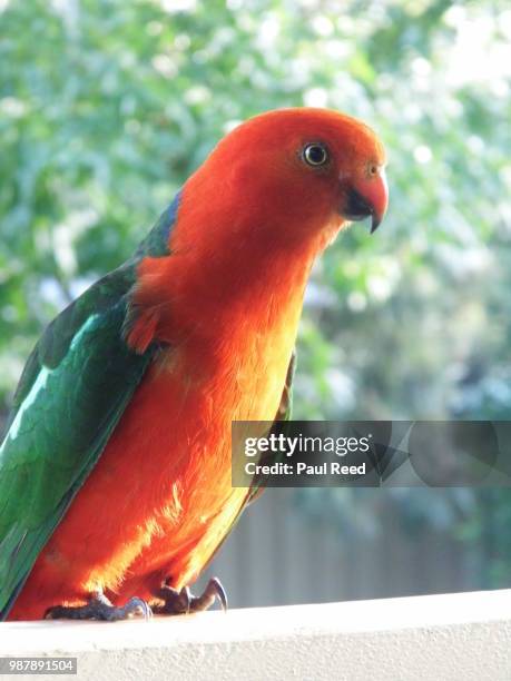 king parrot - king parrot stock pictures, royalty-free photos & images