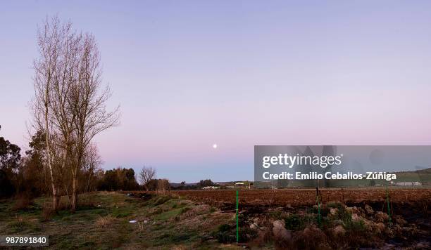 arbol con luna - arbol photos et images de collection