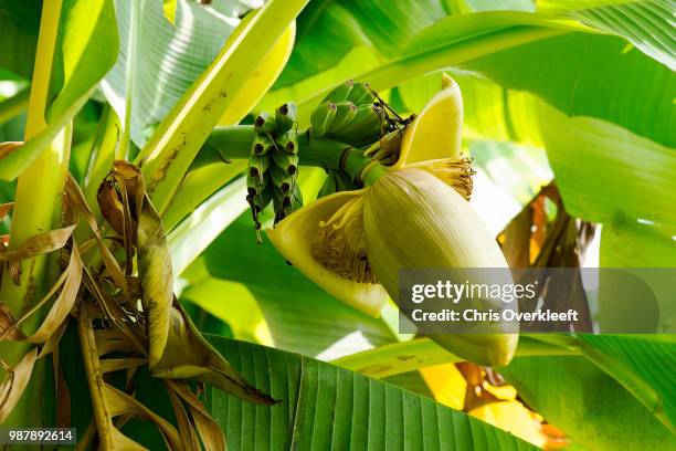 bananaplant at parco sigurta giardino italy - giardino stock pictures, royalty-free photos & images