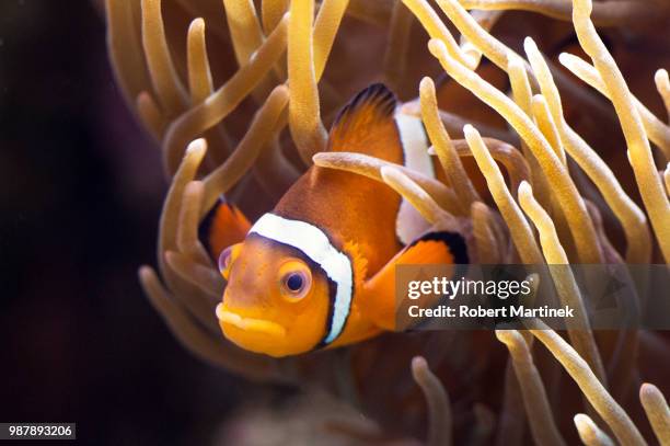nemo - false clown fish stock pictures, royalty-free photos & images