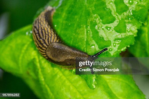4 395点のナメクジのストックフォト Getty Images 4 395点のナメクジのストックフォト Getty Images