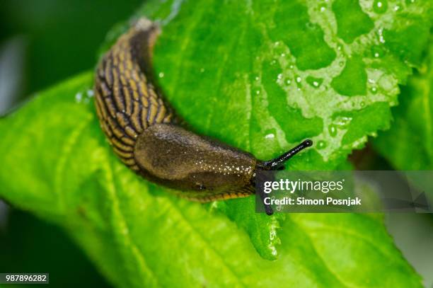 slug - slugs stock pictures, royalty-free photos & images