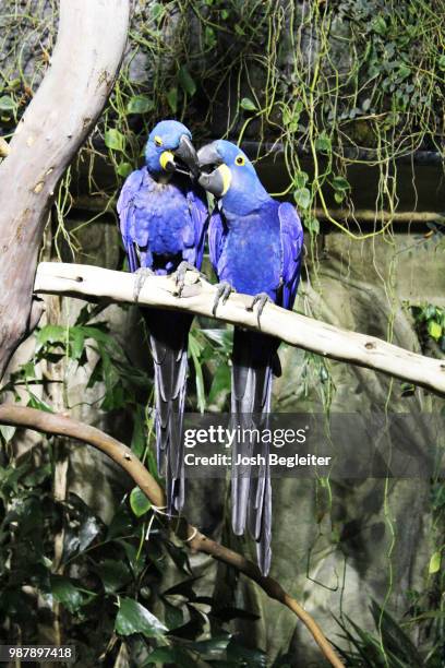 friends of a feather, friends forever - arara azul grande imagens e fotografias de stock