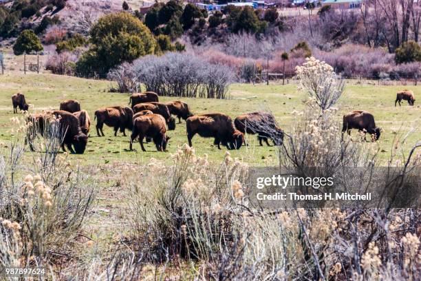 Bison Ranch Images 448 Bison Ranch Stock Photos, High-Res Pictures, and Images - Getty Images