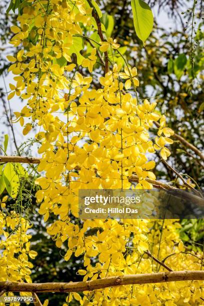 Laburnum3, Photo