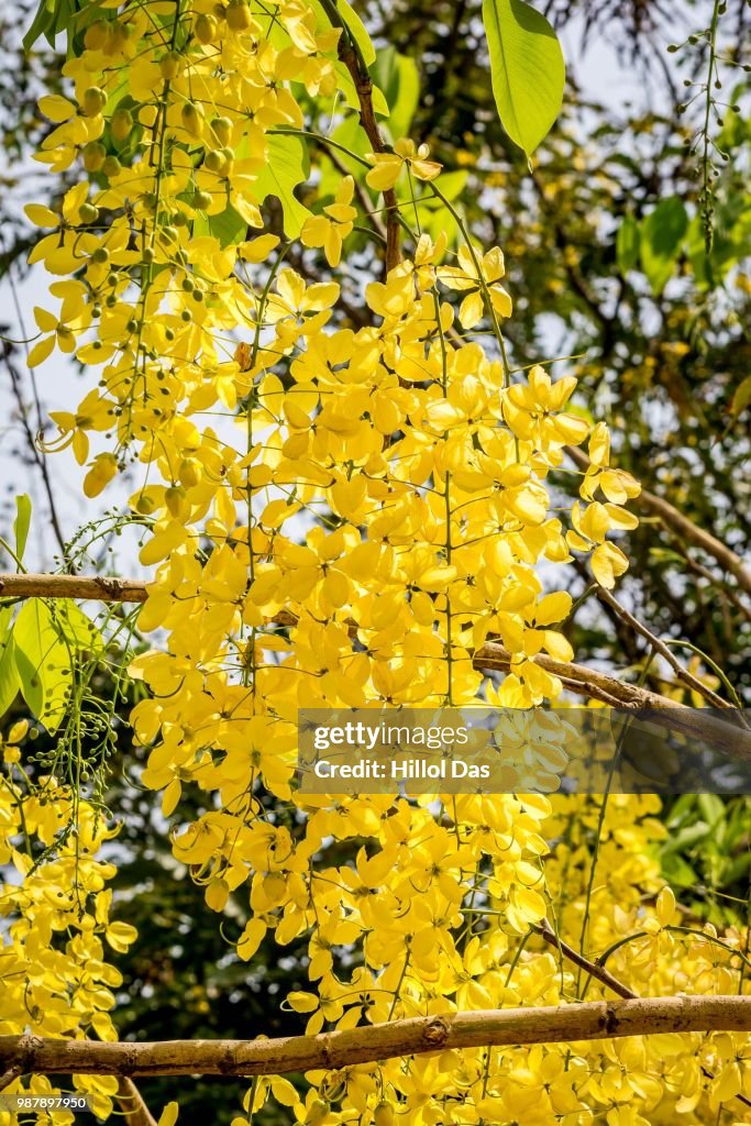 Laburnum-3