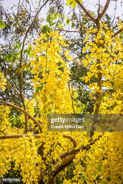 Laburnum2, Stockfoto