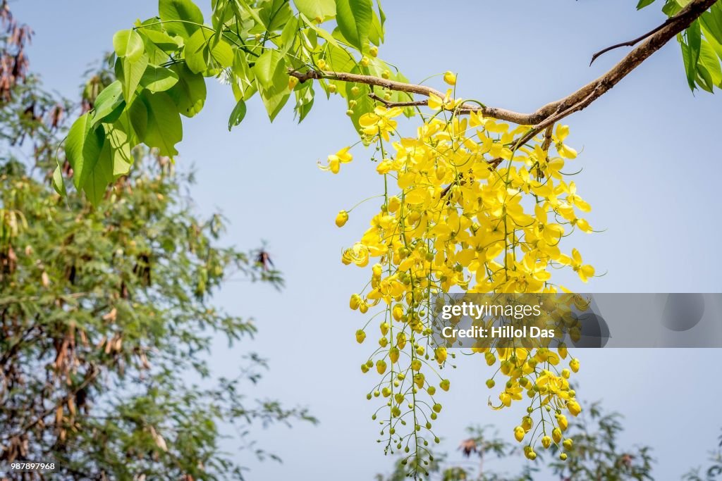 Laburnum-5