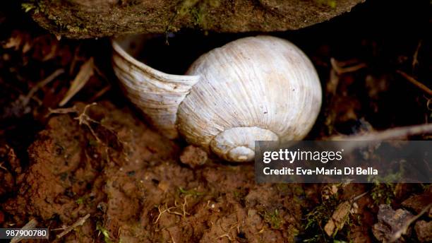 schneckenhaus - schneckenhaus stock pictures, royalty-free photos & images