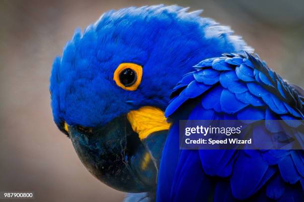 arara azul / blue macaws - arara azul grande imagens e fotografias de stock