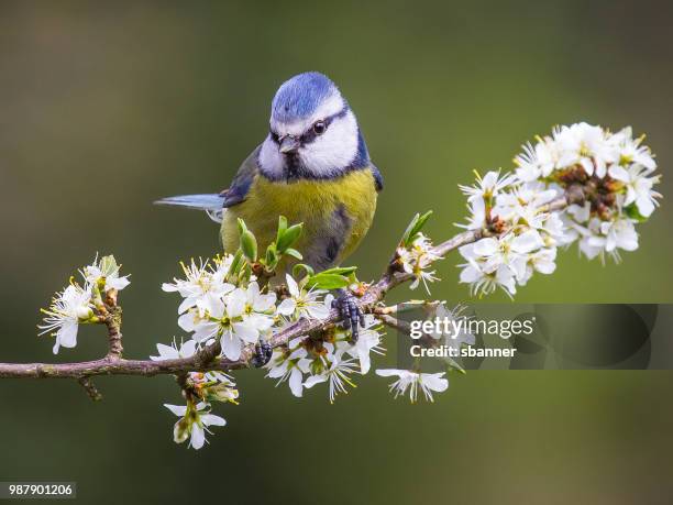 blue tit (parus caeruleus) - bluetit stock pictures, royalty-free photos & images