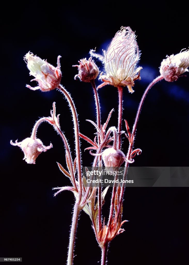 Geum Ciliatum Rose