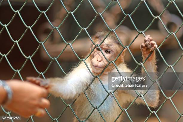 human connect - zoo cage stock pictures, royalty-free photos & images