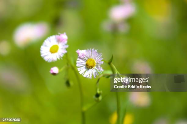 wildflowers - krebs stock pictures, royalty-free photos & images