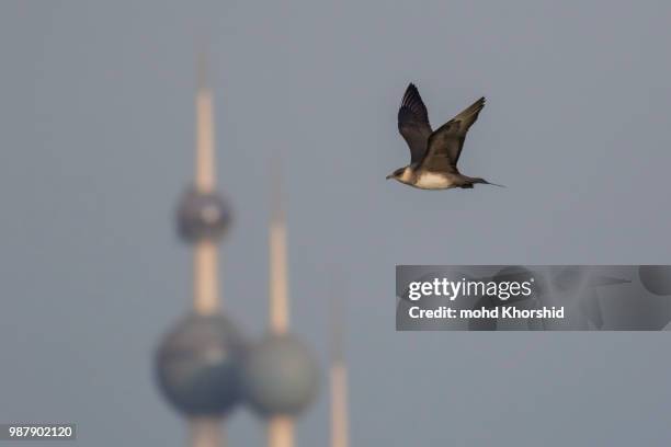 arctic skua in kuwait - kuwait landscape photos et images de collection