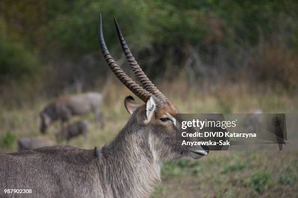 common waterbuck - defassa waterbuck stock pictures, royalty-free photos & images