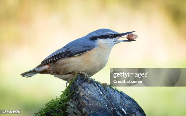 nuthatch (sitta europaea) - sitta fotografías e imágenes de stock