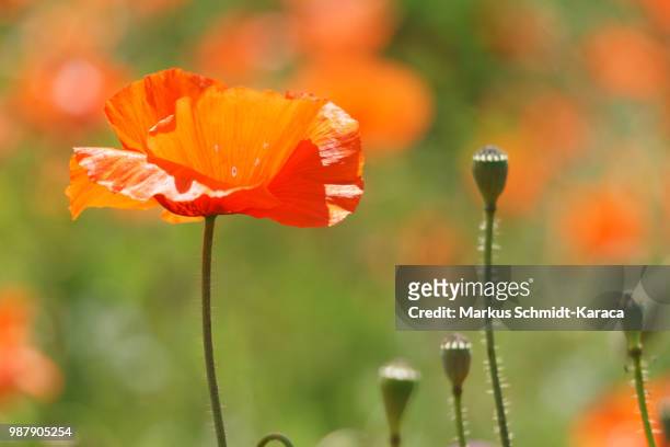 poppy flower - markus schmidt stock pictures, royalty-free photos & images