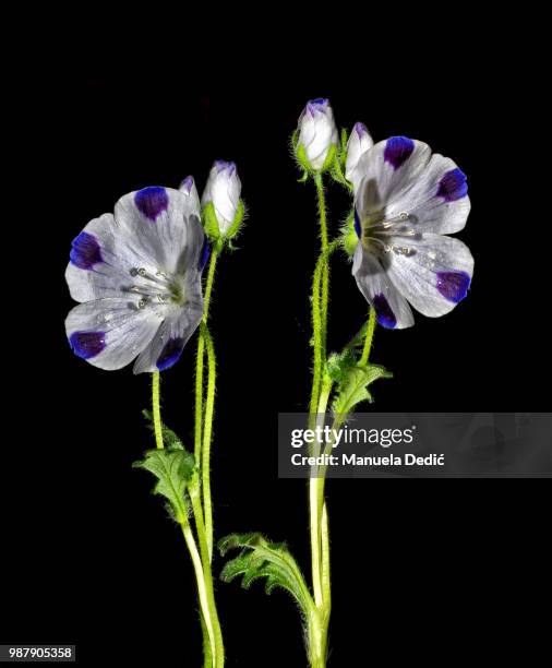 baby blue eyes - five spot - baby blue eyes stock pictures, royalty-free photos & images