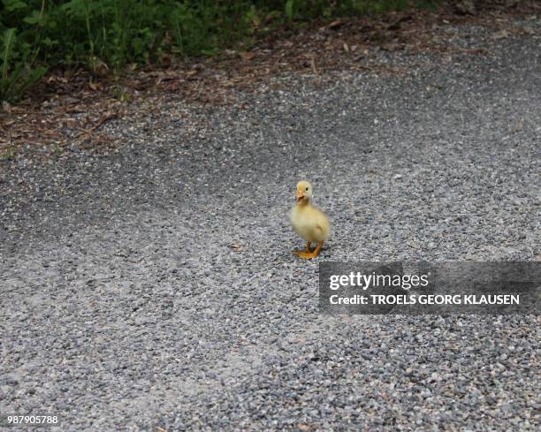 little yellow duckling - klausen stock pictures, royalty-free photos & images