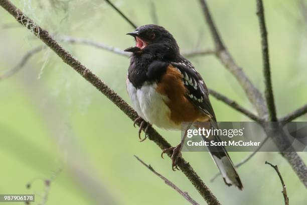 spotted towhee singing - towhee stock pictures, royalty-free photos & images