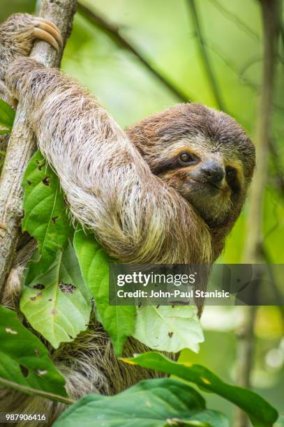baby 3-toed sloth - bicho preguiça - fotografias e filmes do acervo