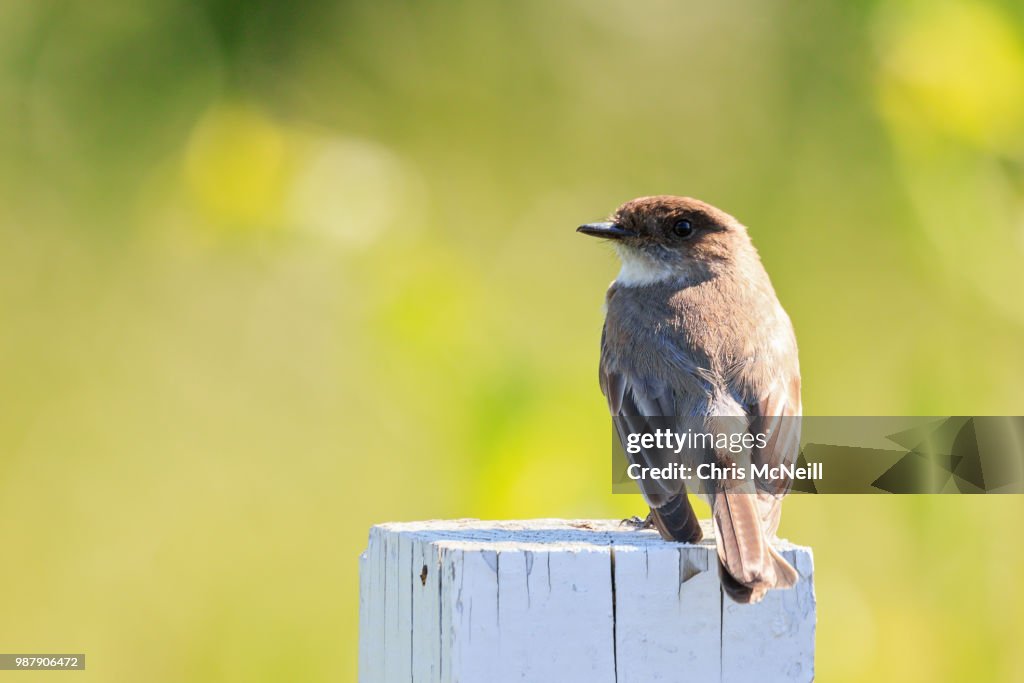 Eastern Wood-Pewee