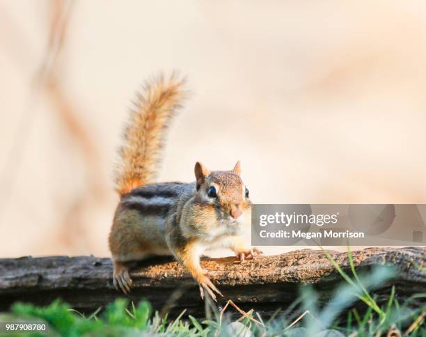 chubby cheeks - chipmunk cheeks stock pictures, royalty-free photos & images