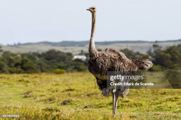 ostrich 2 by mark de scande - animal de safari 個照片及圖片檔