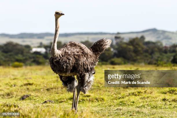 ostrich 1 by mark de scande - animal de safari 個照片及圖片檔