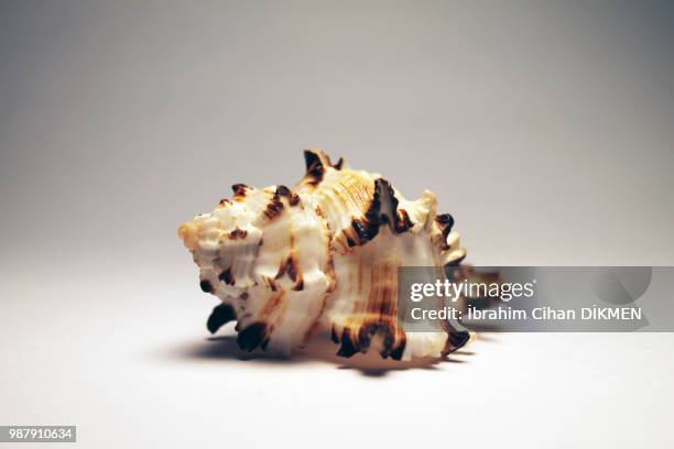 sea shell 2 - kaurie schelp stockfoto's en -beelden