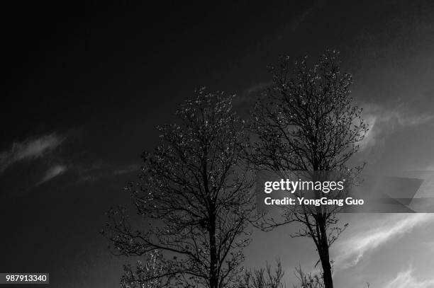 the tree under the blue sky - tree under blue sky stockfoto's en -beelden