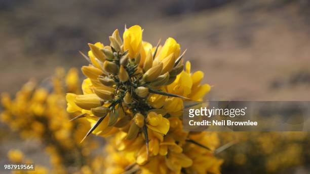 gorse - coniston - coniston stock pictures, royalty-free photos & images