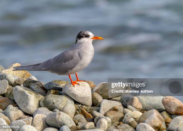 black fronted tern - charadriiformes stock pictures, royalty-free photos & images