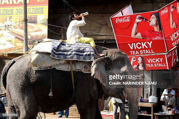 An Indian mahout drinks a cold drink as he rides his elephant near a roadside tea stall in Amritsar on May 2 as he seeks relief from the summer heat....