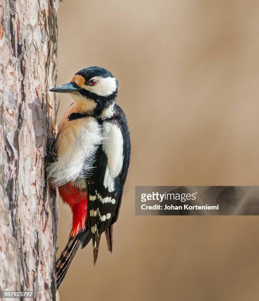 red eyed pecker - great spotted woodpecker stock pictures, royalty-free photos & images