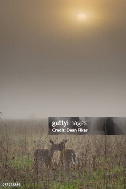 deer on a foggy morning in cade's cove, tn - cade stockfoto's en -beelden