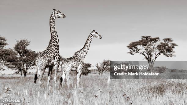 overlooking the savana - southern giraffe stock pictures, royalty-free photos & images