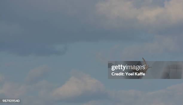 fight or flight - kaffe stockfoto's en -beelden