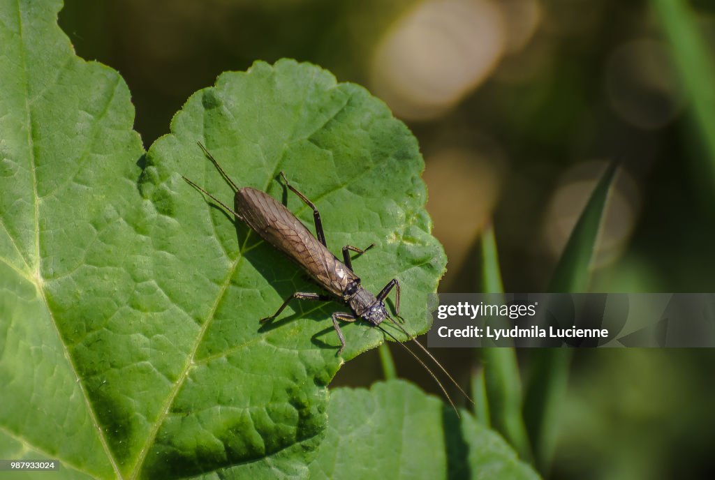 Whiskers. Paws. Tail. Wings.