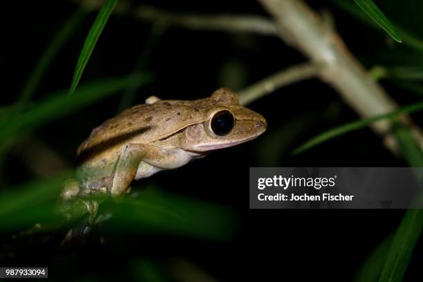 frog - herpetology stock pictures, royalty-free photos & images