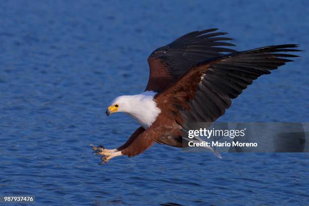 on final - african fish eagle fotografías e imágenes de stock