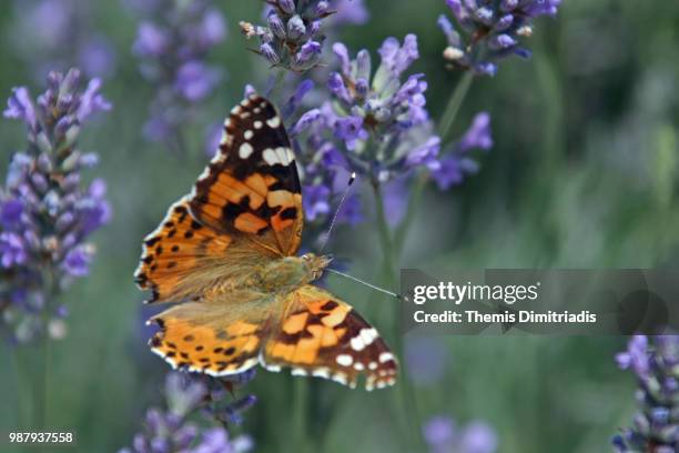 butterfly - themis stock pictures, royalty-free photos & images