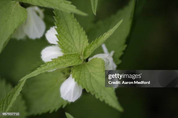 Spring Nettle 880 Spring Nettles Stock Photos, High-Res Pictures, and Images - Getty ...