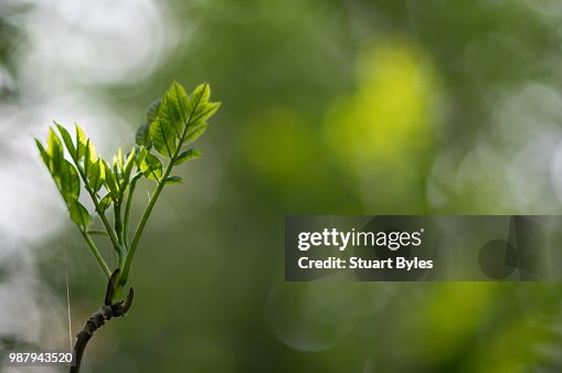 Spring Shoots High-Res Stock Photo - Getty Images
