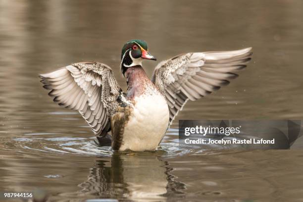 canard branchu 12 - canard stock pictures, royalty-free photos & images